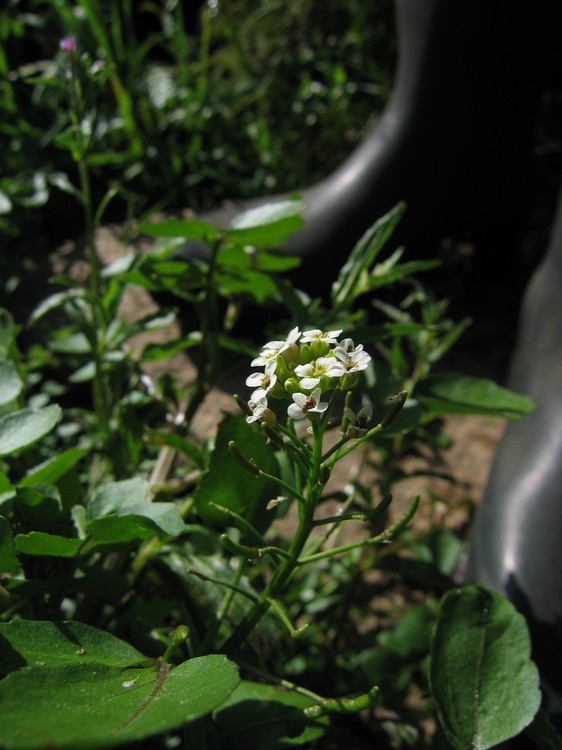 Nasturtium officinale
